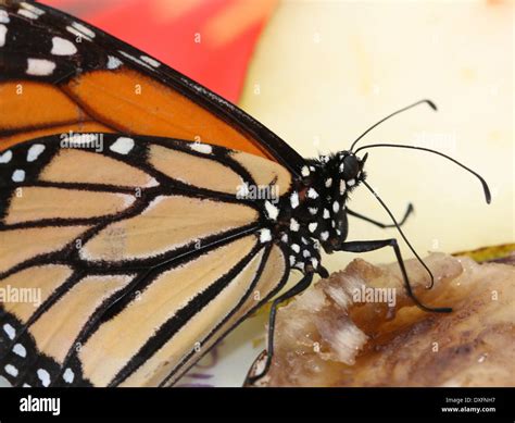 Mariposa Monarca Danaus Plexippus Hi Res Stock Photography And Images