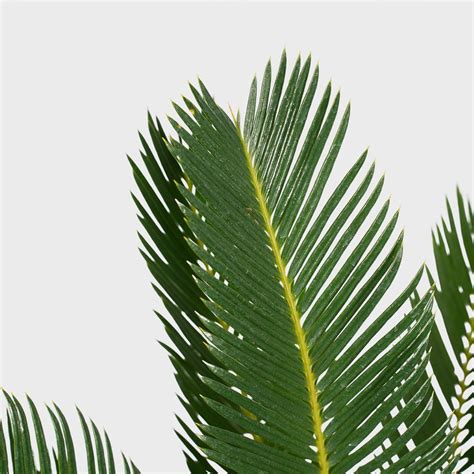 Cycas Revoluta - 60 cm