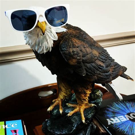 A Pair Of Aviator Sunglasses Would Have Been Too On The Beak Bald Eagle