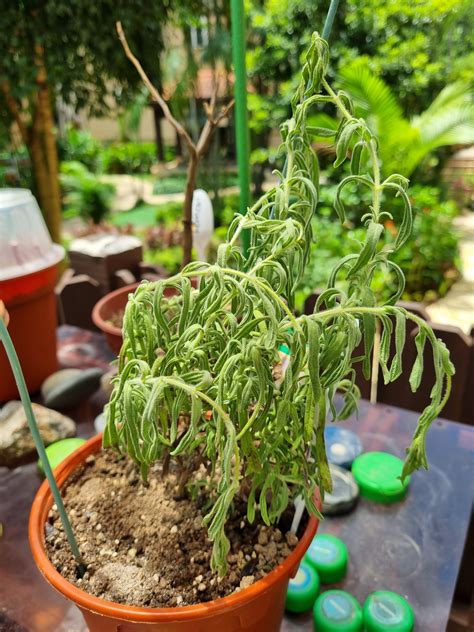 Root Awakening: Epiphyllum plant has spotty leaves | The Straits Times