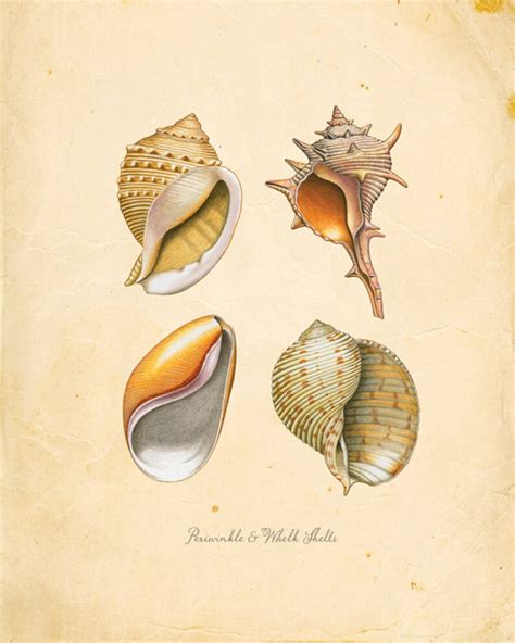 Vintage Sea Periwinkle And Whelk Shells On Antique Ephemera Etsy