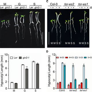 TOR Regulates Hypocotyl Elongation Through The BR Pathway A QPCR