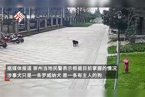 成都一女童遭烈犬撕咬，涉事罗威纳犬不在禁养之列，警方称事发地非烈性犬限养区