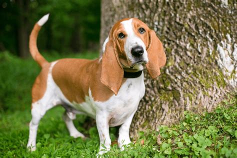 Miniature Basset Hound: A Full Guide To The Cutest Low-Rider