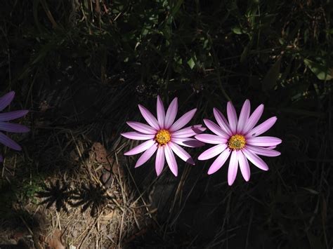 Kostenlose Foto Licht Sonnenschein Sonne Wandern Blume