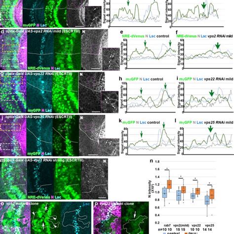 Late Endosomes Are Responsible For Notch Degradation At The