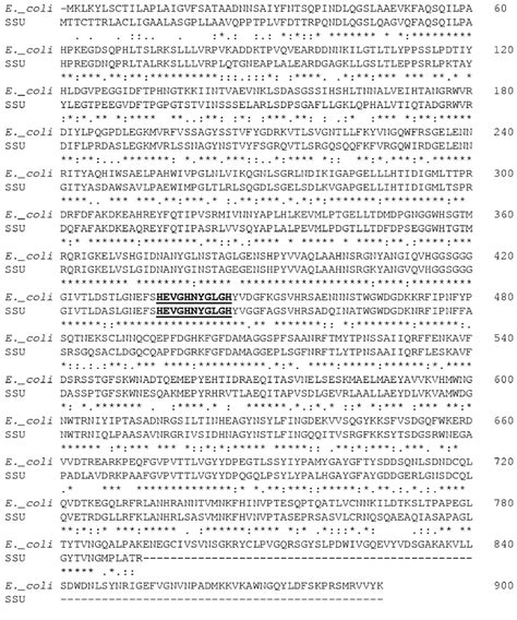 Amino Acid Sequence Comparison Of Taga From A Hydrophila Ssu And E