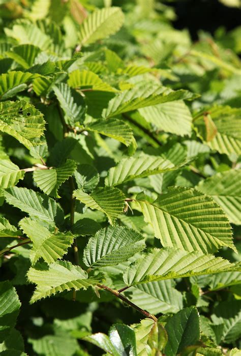 Carpino Il Borgo Incantato Tra Natura Storia E Tradizione Scopri Il