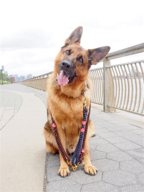 5 Tips on Dog Walking Etiquette in a Big City — Suzanne Spiegoski