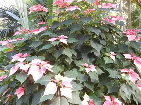 Fleurs du Sud