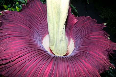 Stinky Rare ‘corpse Flower Blooming Now At Longwood Gardens Nbc10