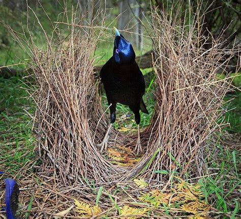 bowerbird's bower | This satin bowerbird male waits to show off his ...