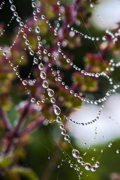 Premium Photo Dew Drops On Spider Web