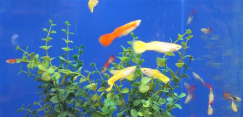 Guppy Fish Care - The Ultimate Guppies Care Guide - aquaticly.com