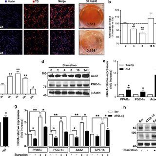 Atgl Upregulation Is Associated With Increased Mitochondrial Oxidative