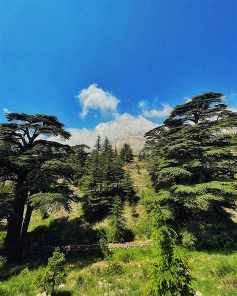 Cedars Of God | My Lebanon Guide