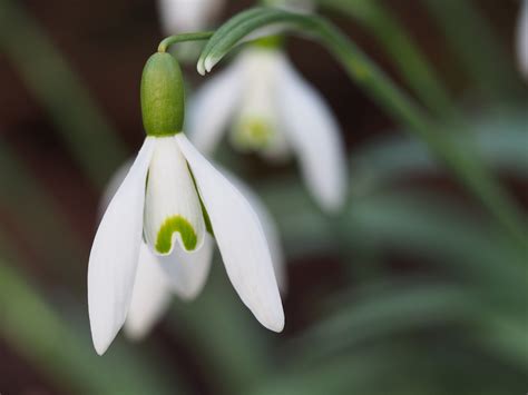 White Snowdrop flowers HD wallpaper | Wallpaper Flare