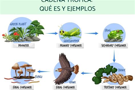 Ejemplos de Noxa Causas y Prevención de Enfermedades