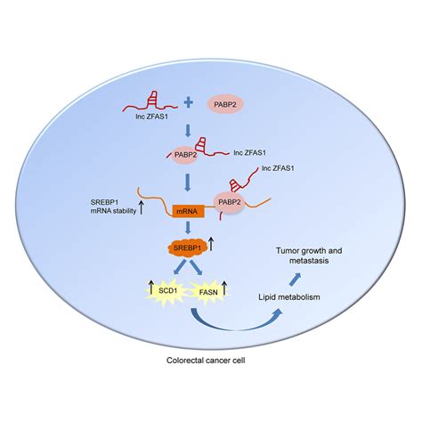 The Lncrna Zfas Regulates Lipogenesis In Colorectal Cancer By Binding