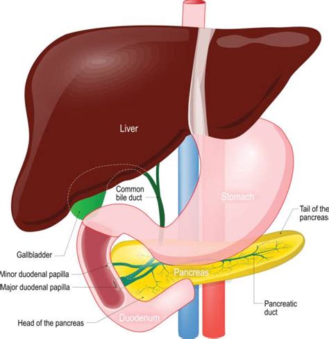 Pancreas Liver And Gallbladder Diagram