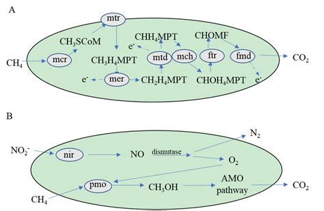 The Proposed Two Anaerobic Methane Oxidation Pathways Download Scientific Diagram