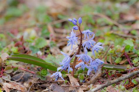 Scilla bifolia - Изображение особи - Плантариум