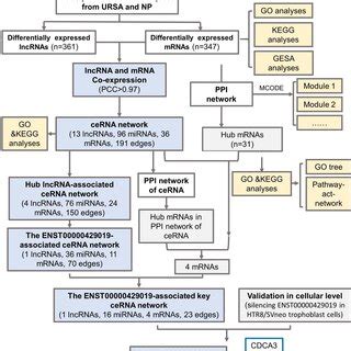 The Altered LncRNA And MRNA Expression Profiles Of Placental Villus