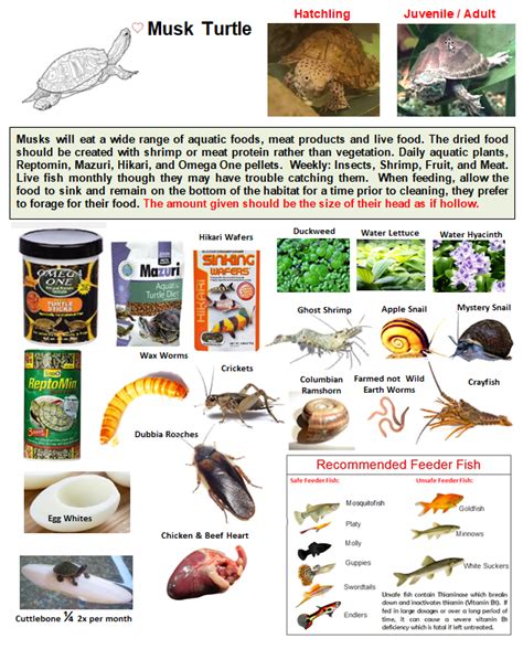 Musk Aquatic Turtle Food Poster Aquatic Turtles Musk Turtle Turtle