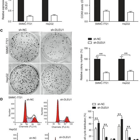 Knockdown Of Deleted In Lymphocytic Leukaemia Dleu Inhibits