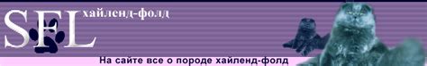 Кот хайленд-фолд