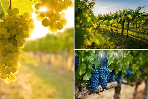 Grape Varieties of the World: A Short Travel Guide | Ponant Magazine