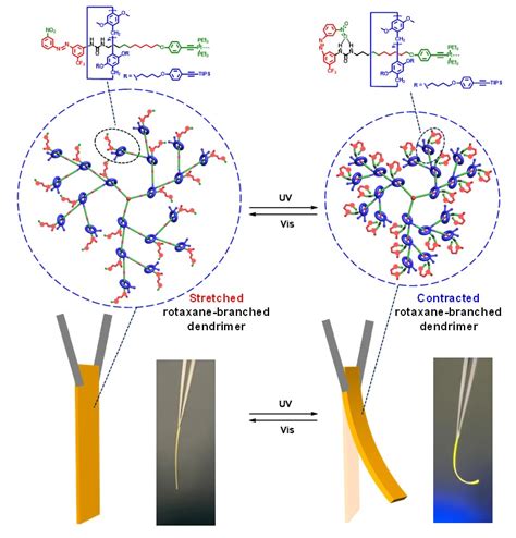 基于光响应轮烷树状分子创制新型软体致动器 X Mol资讯