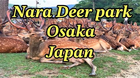 Nara Deer Park Osaka Japan Youtube