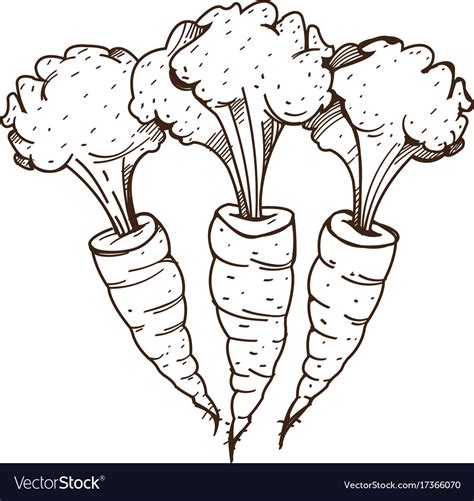 Carrots Outline Drawing For Coloring Theme Vector Image