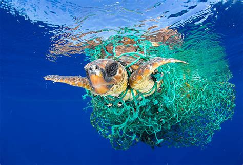 El 80 De La Basura Que Se Encuentra En Los Mares Procede De Actividades