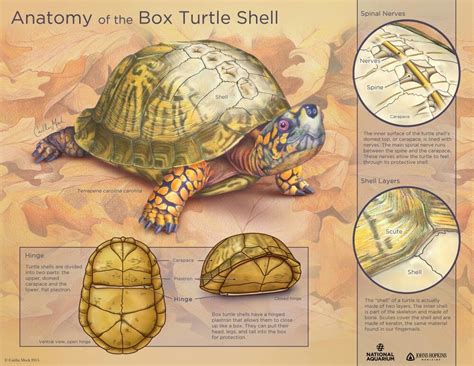 The Anatomy Of The Box Turtle Shell Box Turtle Turtle Drawing Turtle