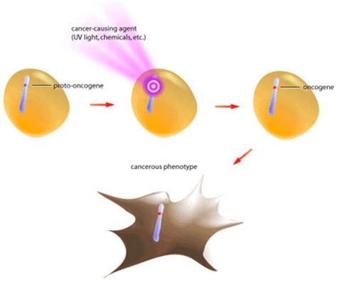 2. Proto oncogenes | oncogenes