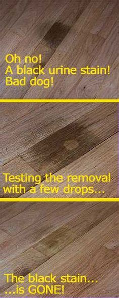 How To Remove Dog Urine From Hardwood Floor How To Remove That Dark