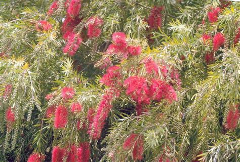 Callistemon viminalis (AN) - ABCeeds