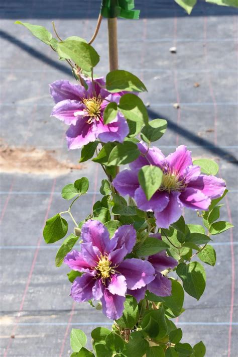 Клематис Piilu (Clematis 'Piilu') - Разсадник Манчеви 2785