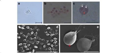 Trophozoites Of Giardia Cricetidarum N Sp A Photomicrographs Under Download Scientific