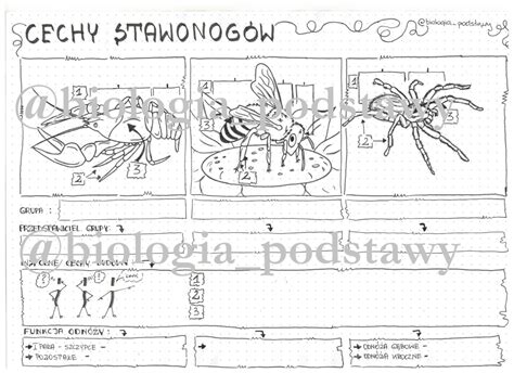 Klasa Cechy Stawonog W Karta Pracy Z Oty Nauczyciel