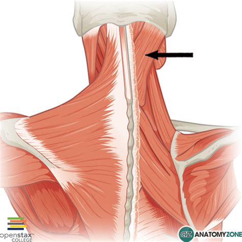 Splenius Capitis Muscular Musculoskeletal AnatomyZone