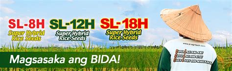 Hybrid Rice Seeds Sl Agritech