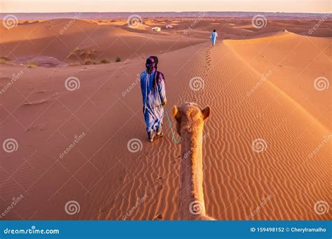 Nomadic Tribesmen Walking a Camel through the Sahara Desert in Morocco at Sunrise. Editorial ...