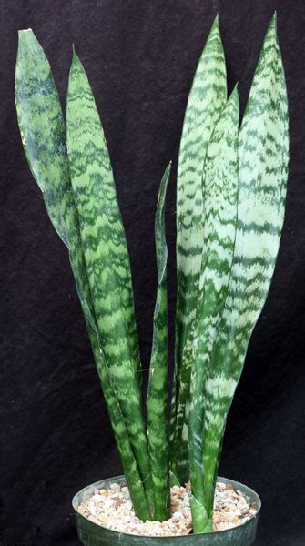 Sansevieria Trifasciata Cv Black Coral Inch Pots Arid Lands Greenhouses