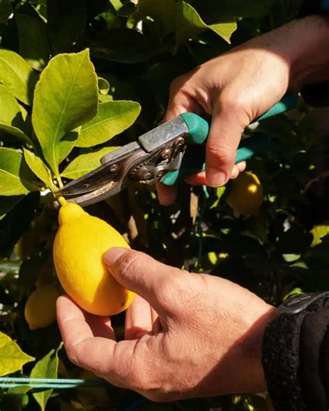 The Ultimate Guide to Growing a Thriving Lemon Tree