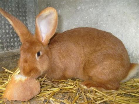 Red Rabbits Breed Rabbit Breeds Rabbit Red