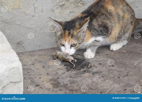 The Cat Caught the Mouse. the Cat Eats the Caught Mouse Stock Image ...