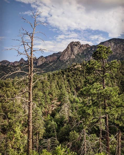 Cibola National Forest View When In Your State